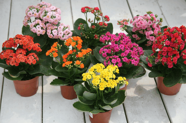 长寿花开花不“长寿”? 给它吃点“鸡蛋壳”, 花苗呼呼长