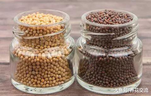 提高种子的发芽率, 你可以用到这6种存储技巧