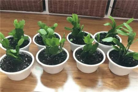 这“3种”花半折也别要, 枝条种土里, 不花钱, 白根长出来!