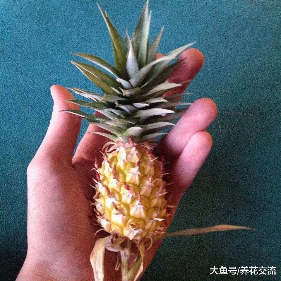 两年前用菠萝叶子扦插的盆栽, 现在结出来一个巴掌大的果子
