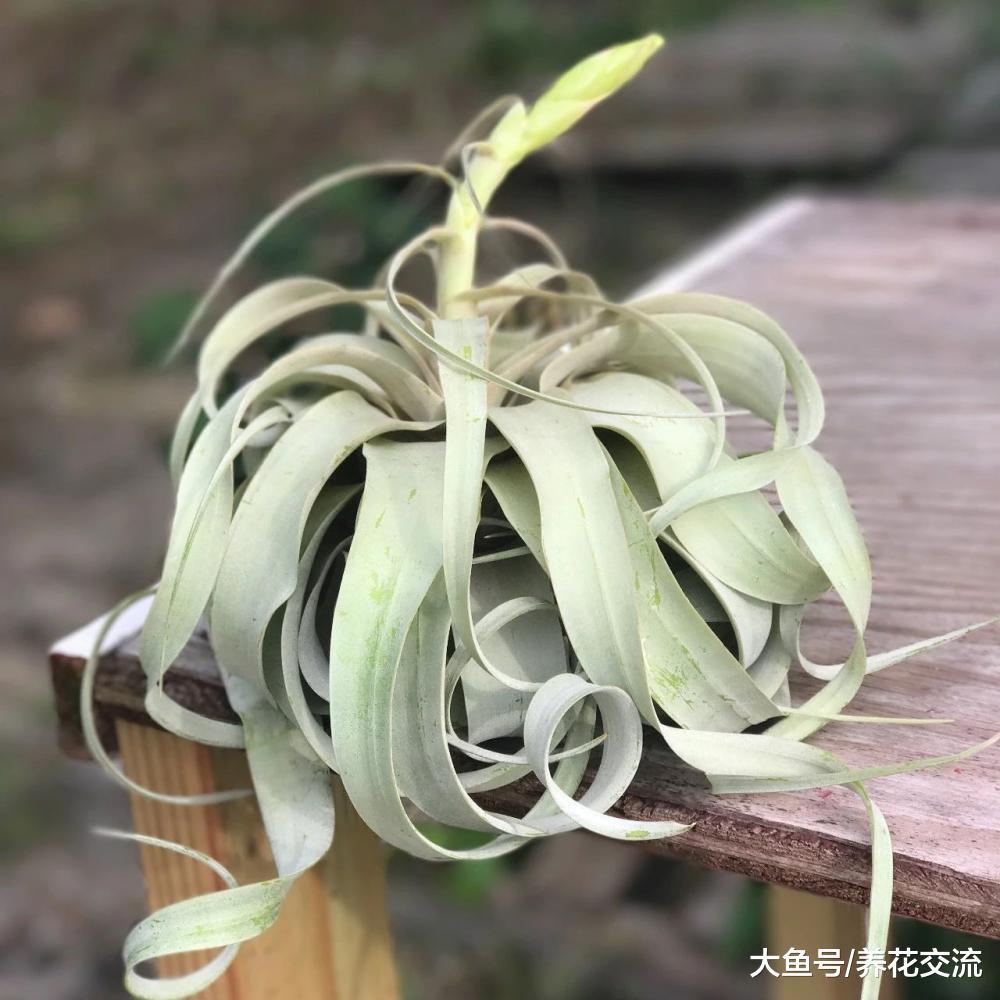 这种植物用绳子挂在空中定期喷水就能活, 还能开出精致的小花