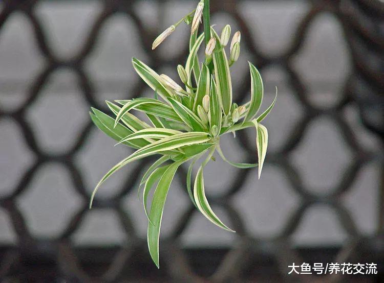 没想到吊兰还能开花结果, 养在室内要注意这几点