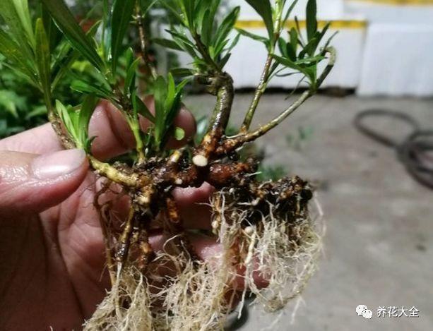 栀子3个月变老桩, 根壮叶绿花满枝, 给多少钱都不卖!