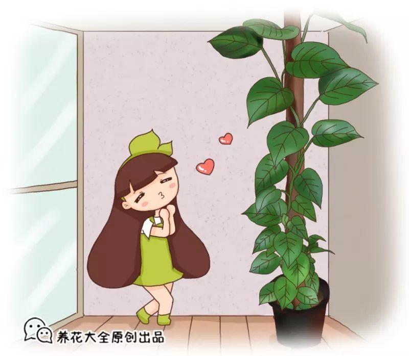 这几种绿萝, 吸甲醛一个比一个强, 养多少盆都不够!