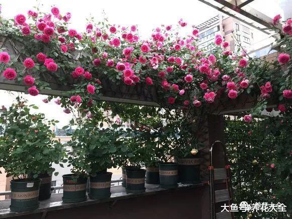 想让月季不招虫? 学会这一招, 越养花越大!
