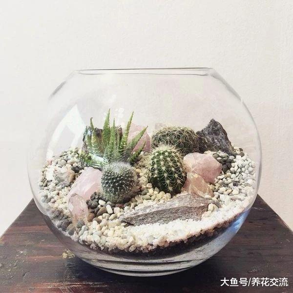 在一个玻璃瓶子里制作一个植物微景观, 养桌面上的迷你花园