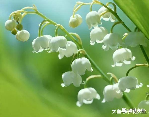 养花就选荷包牡丹, 花一开就成串, 比风铃都好看!