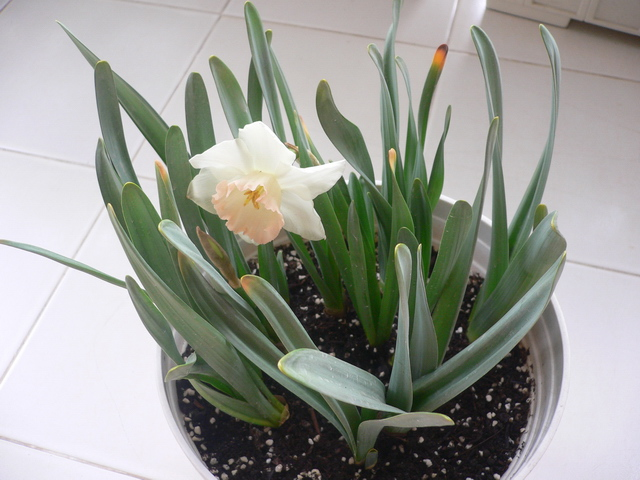 水仙不肯长? 外面裹张纸, 不用几天长出大白根!