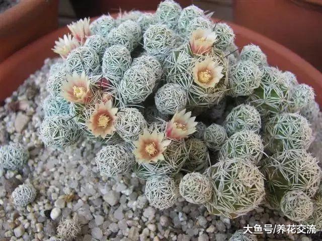 特别适合新手的7种盆栽多肉植物, 养室内也不容易挂掉