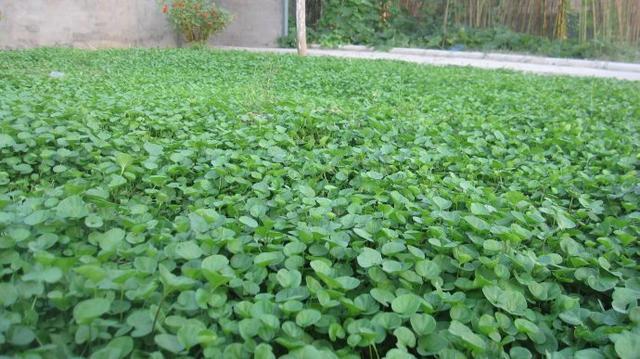 这种“野草”是消炎良药, “掐”一枝遇水即活, 1月“长发飘飘”