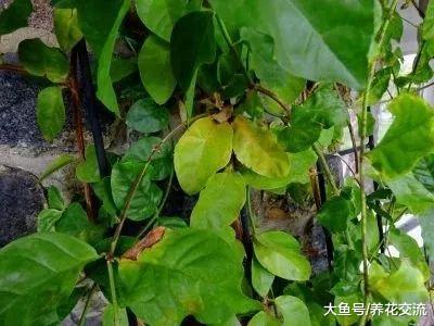 盆栽养护的茉莉花出现叶子卷曲的情况要怎么解救?
