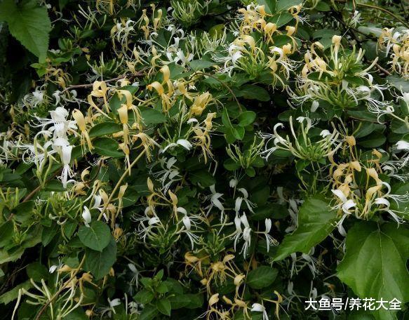 还在花钱买药? 种上这5种花, 省得不是一点点!