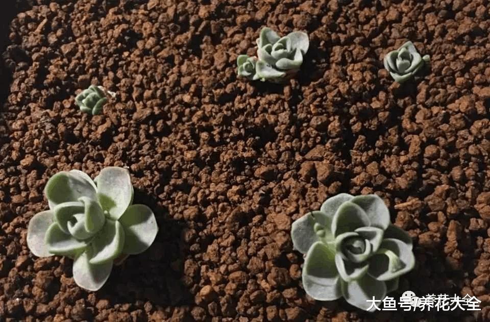 多肉也不能太娇惯, 不用惯, 也能长得胖嘟嘟