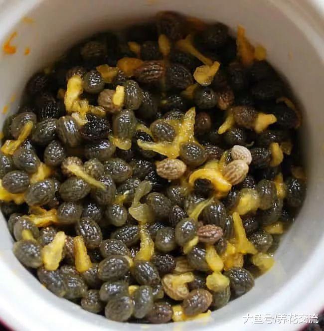 盆栽养护的番木瓜能养出梨形的果子, 吃完的木瓜籽可以直接播种