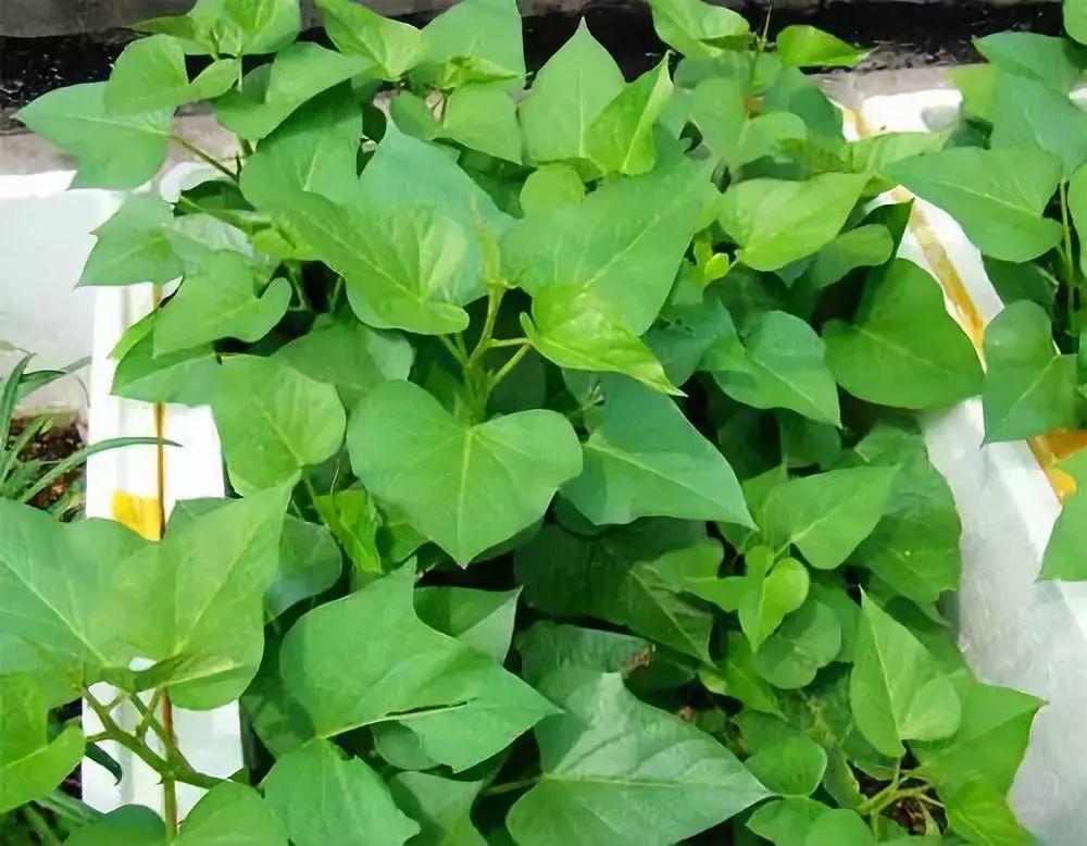 夏天快吃长寿菜, 路边到处都是, 掐根枝扔水里就活!