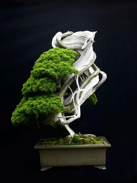 1个盆景出价600万, 植物也可以做成艺术品!