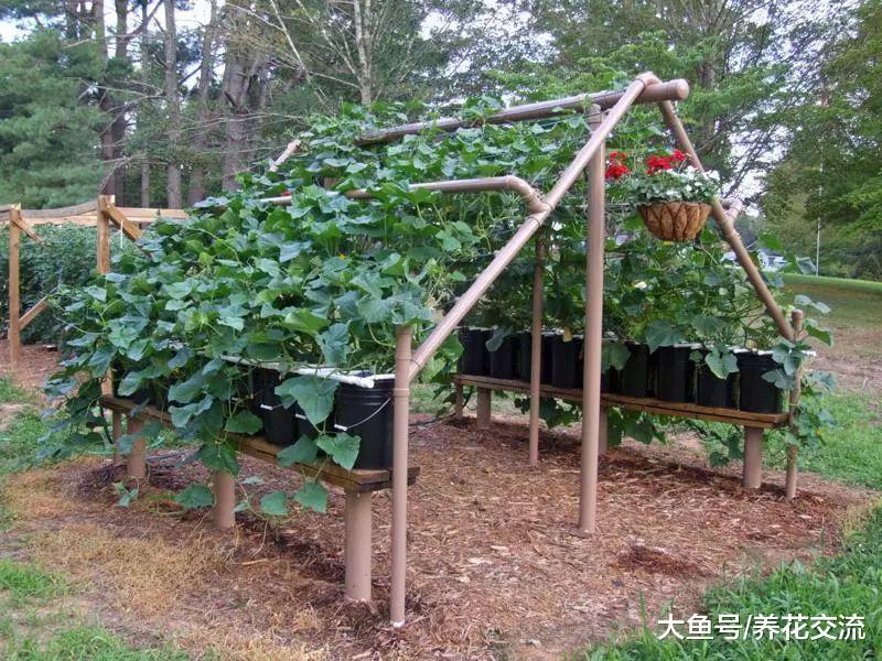 用生活中废弃的材料制作的黄瓜爬藤架子, 也能养其他