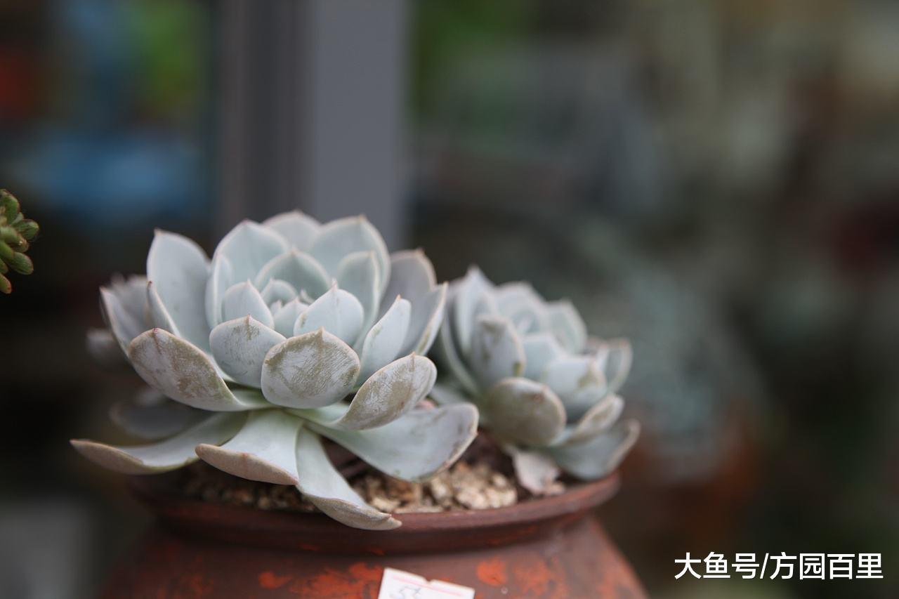 冬季多肉植物养护——暖暖过冬