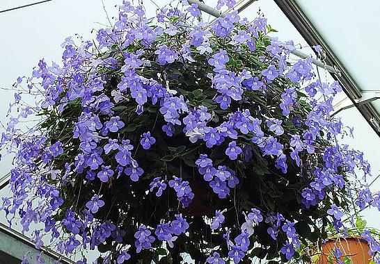 【花匠说】这花一根枝条就能活, 花开的比蟹爪兰还美, 给点阳光就爆盆、开花