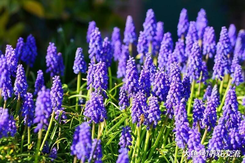 对狗非常友好的植物, 这样花卉都适合养在有宠物的家庭
