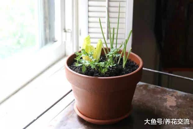 厨房用剩的大葱、生菜和芹菜头不要扔了, 它们还能养成窗台盆栽