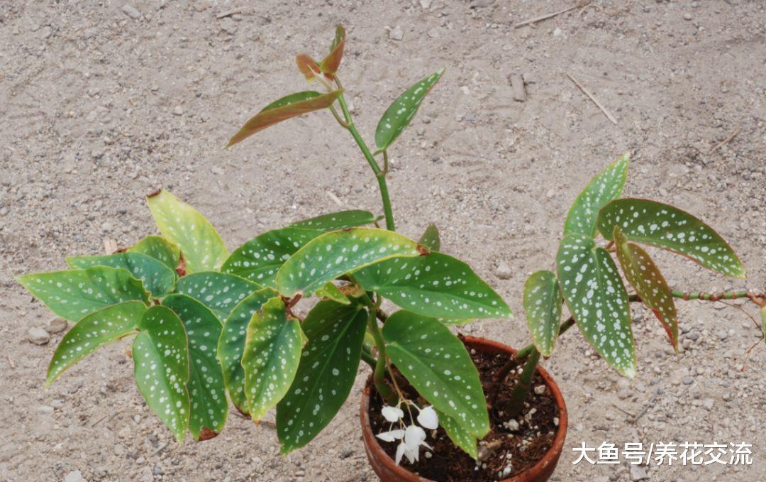 没想到秋海棠还有这么多品种, 观花和观叶型的你更喜欢哪种?