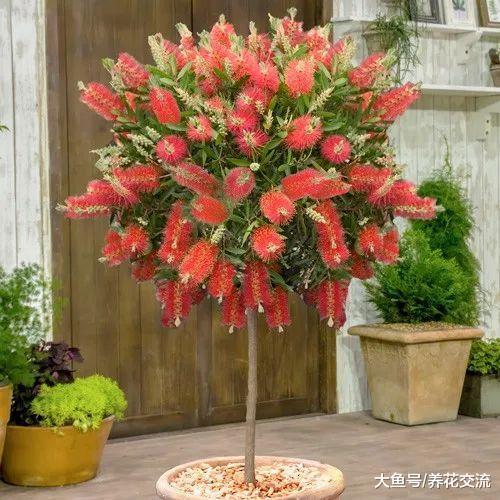 灌木花卉用这方法移栽才不会死, 很容易恢复开花旺盛的状态