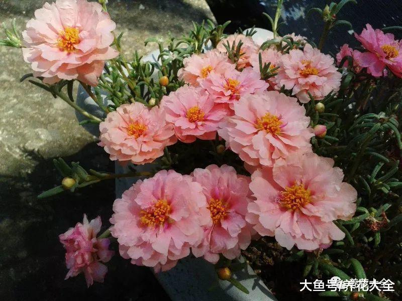 这20种花, 好看又好养, 是养花新手们的最爱!