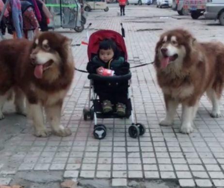 一幼儿在小推车内被两条巨型犬包围, 众人得知真相后纷纷气愤不已