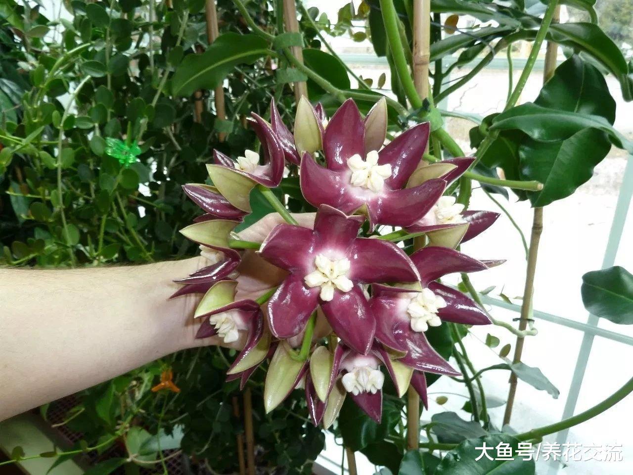 为什么你的球兰长满整个阳台都不开花, 可能就是这几点没做好