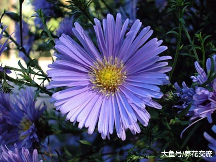 几种开花特别美艳的多年生花卉, 都是院子里受欢迎的植物