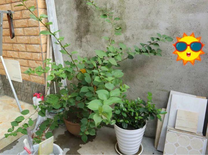 三角梅发财树, 被爷爷编上小辫儿, 疯狂冒新叶花朵呼呼开!