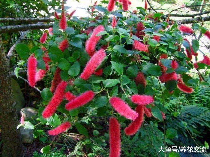 这10种花卉都是在冬春时节盛放, 不怕天气冷了没花看