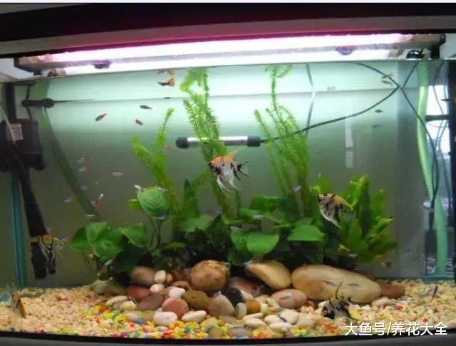 浇花水里兑点这种料, 1年不用施肥, 赚大了