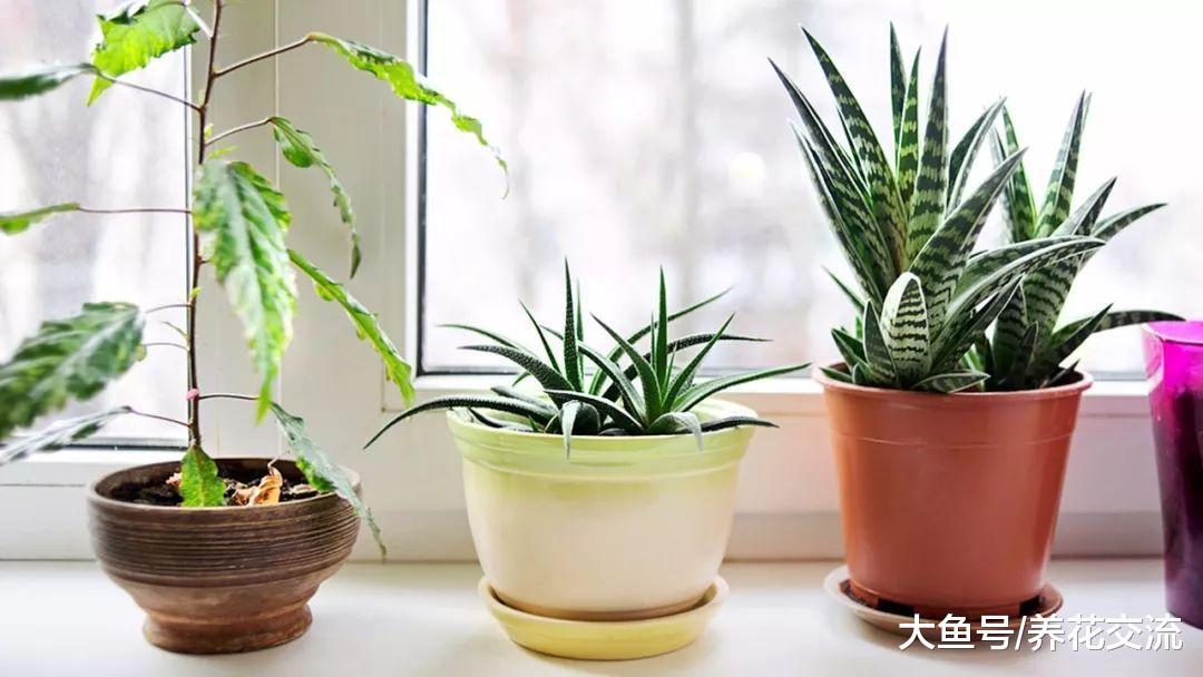 这7种清新优雅的盆栽绿植特别适合养客厅和卧室, 你家里有几种