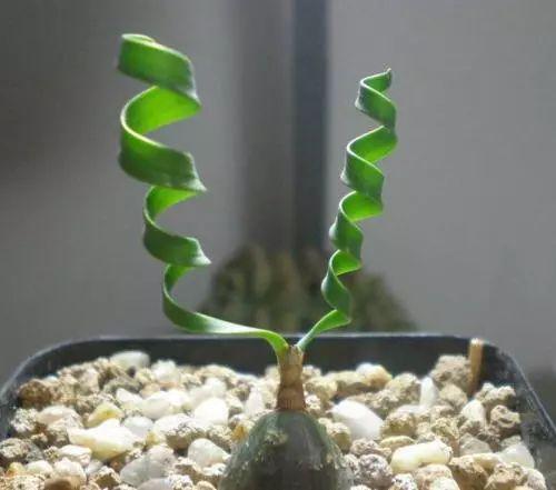 这些多肉突破极限, 打开新世界大门, 任你脑洞大开都想不到!