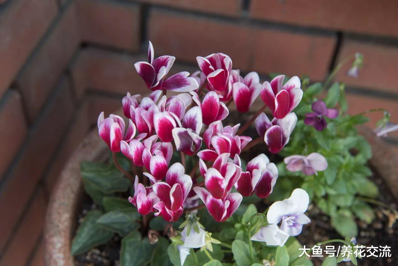 这10种花卉都是在冬春时节盛放, 不怕天气冷了没花看