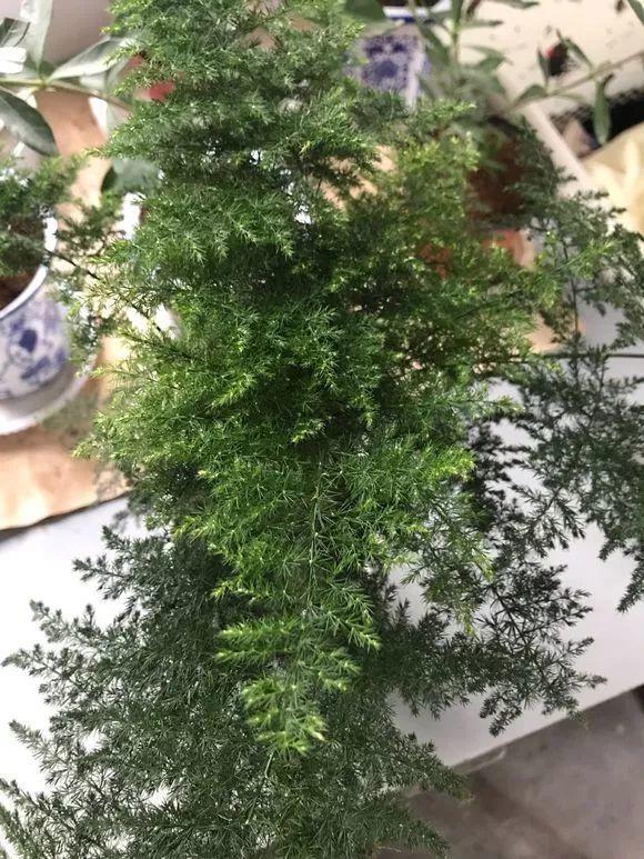 文竹一勺糖, 叶子油汪汪, 爬的满墙都是!