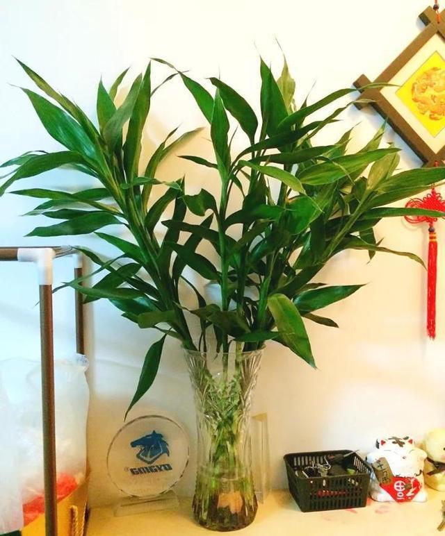 养富贵竹, 多久“换水”1次? 听园艺师一说, 竟有这么多“窍门”