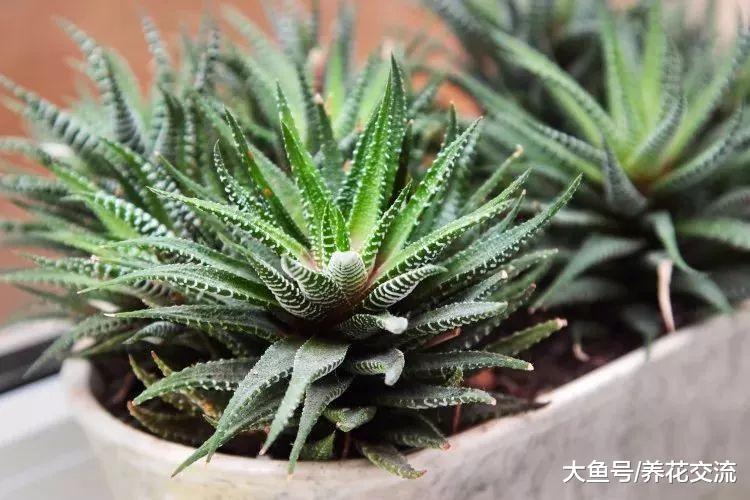 在家里很适合栽种这6种懒人植物, 都不用过多的打理