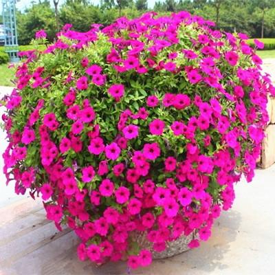 4种花, 就得现在“种”, “谁”种都能活, 1年开花200天, 太美了