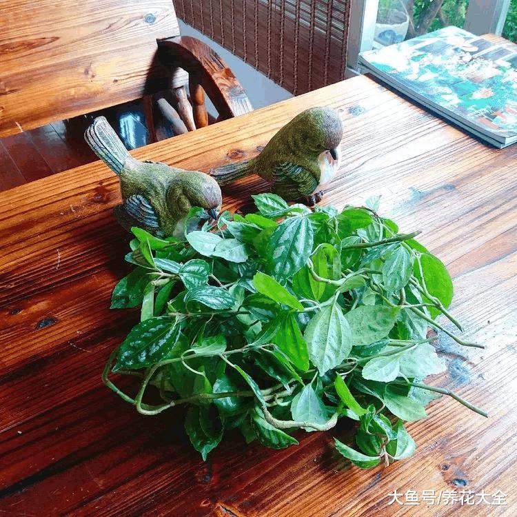 清凉如水之花, 夏季必定要选它!