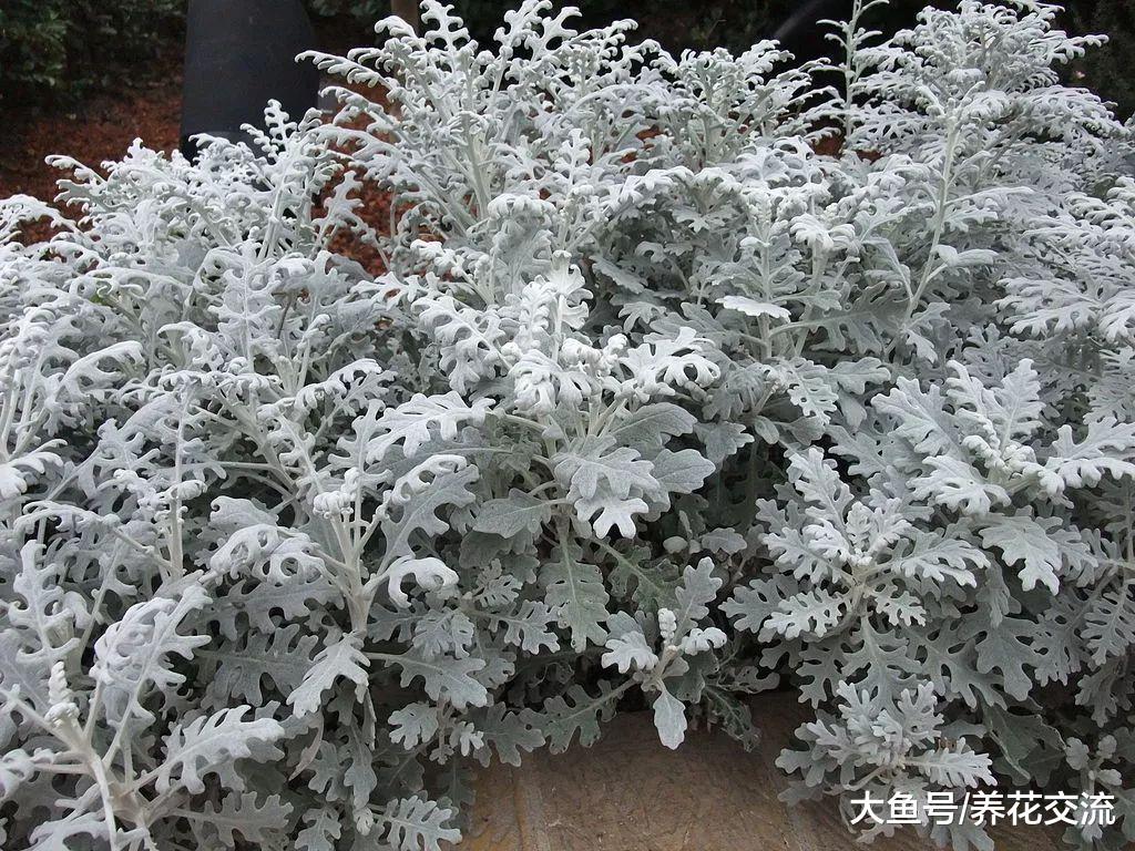 这些银色的植物很适合养院子或阳台上, 变成高档的景观植物