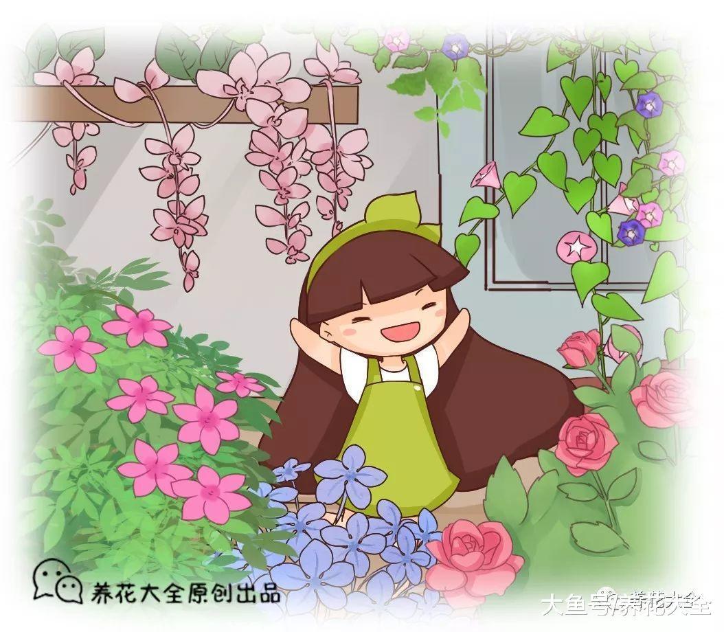 这20种花, 好看又好养, 是养花新手们的最爱!