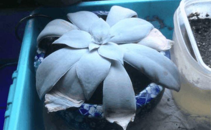 多肉萌妹变身肌肉大汉, 告诉我, 一个夏天你都经历了什么!