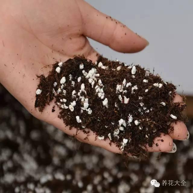 秋天一来, 这“18种”花赶紧扦插, 来年长得枝繁叶茂的