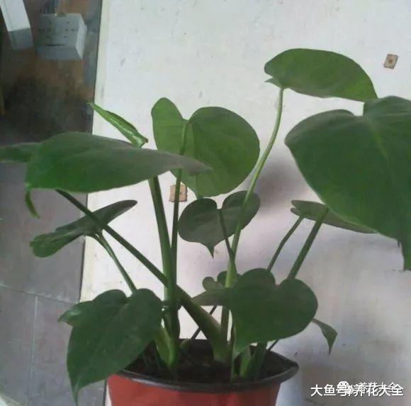 龟背竹不开背? 注意这几点, 裂到三指宽!