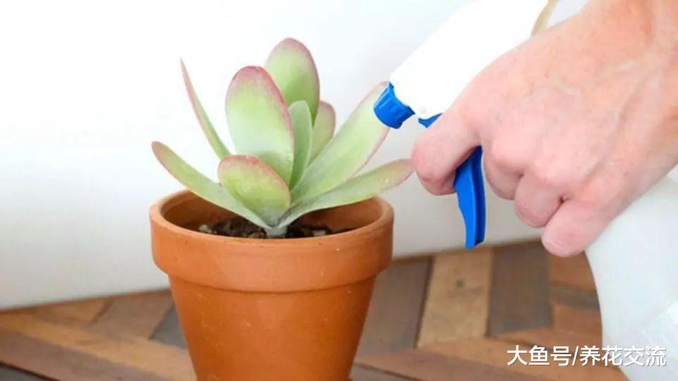 用这些方法养护盆栽多肉, 可以让它们一直活着