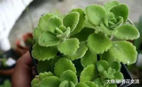 一碰就满手腻香的碰碰香, 养窗台边就能生长旺盛