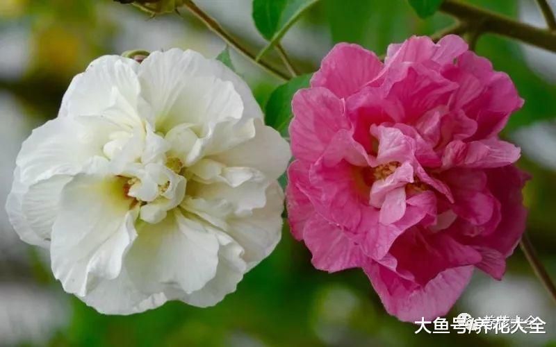 养花就选6种, 不但花美好养, 还能一天一变样!